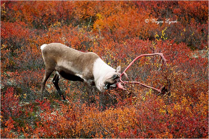 Caribou Bull Shedding Antler Velvet 133 by Dr. Wayne Lynch &copy;